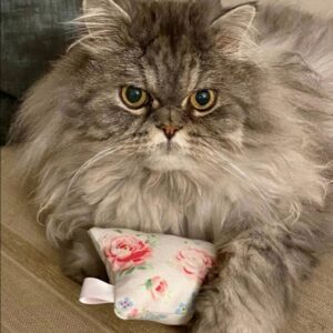 Katzenminzkisserl mit einem Hauch Zirbe